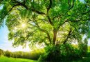 Grupo de empresas brasileiras investe em BioParques que pretendem revolucionar o mercado póstumo Grupo de empresas brasileiras investe em BioParques que pretendem revolucionar o mercado póstumo